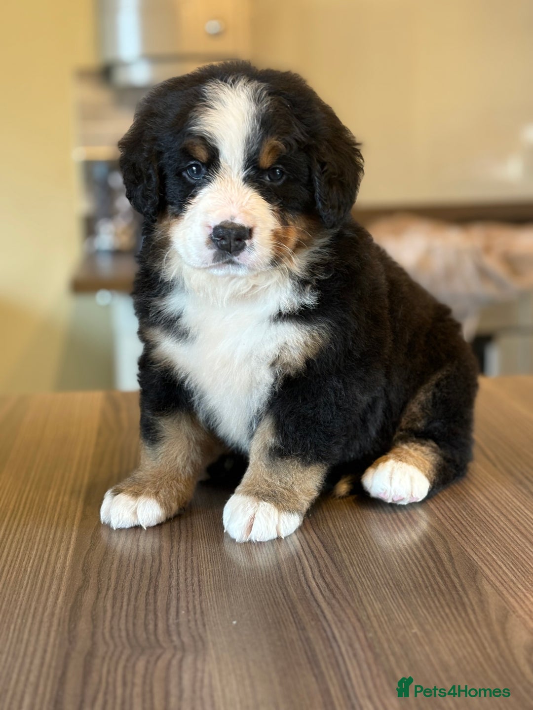 Collie Mix Bordernese Breeders Bordernese Puppies Border Collie