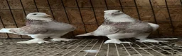 Pigeons birds for sale: FANCY WEST OF ENGLAND TUMBLERS  - Advert 23