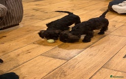 Cockapoo dogs for sale: Beautiful litter of chocolate cockapoo puppies  - Advert 19