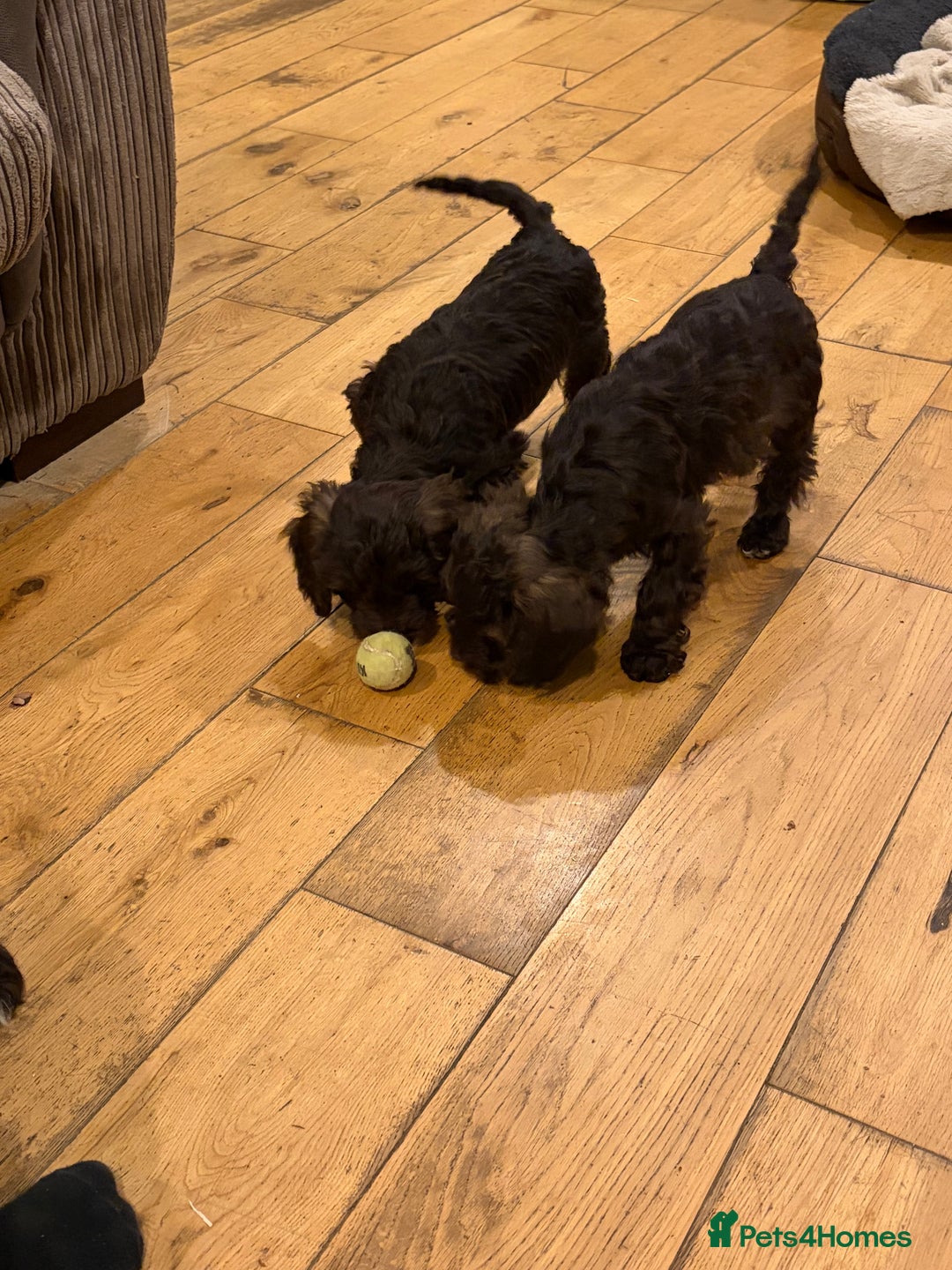 Cockapoo dogs for sale: Beautiful litter of chocolate cockapoo puppies  - Advert 19