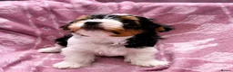 Biewer Terrier dogs for sale: Biewer Yorkshire Terrier Puppies 2 Girls, 2 Boys  - Advert 5