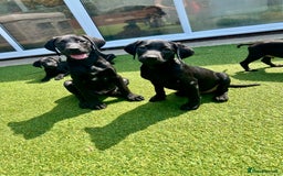 Labrador Retriever dogs for sale: Stunning litter of Black Labrador puppies  in Lydbury North - Image 23