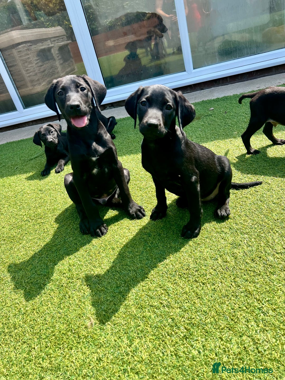Labrador Retriever dogs for sale: Stunning litter of Black Labrador puppies  in Lydbury North - Image 23