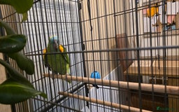 Parrots birds for sale: Quiet Blue Fronted Amazon Parrot - Image 11