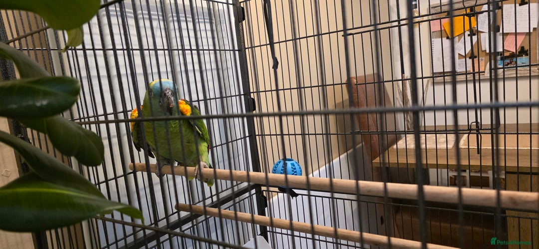 Parrots birds for sale: Quiet Blue Fronted Amazon Parrot - Image 11