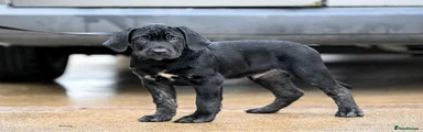 Presa Canario Puppy 1