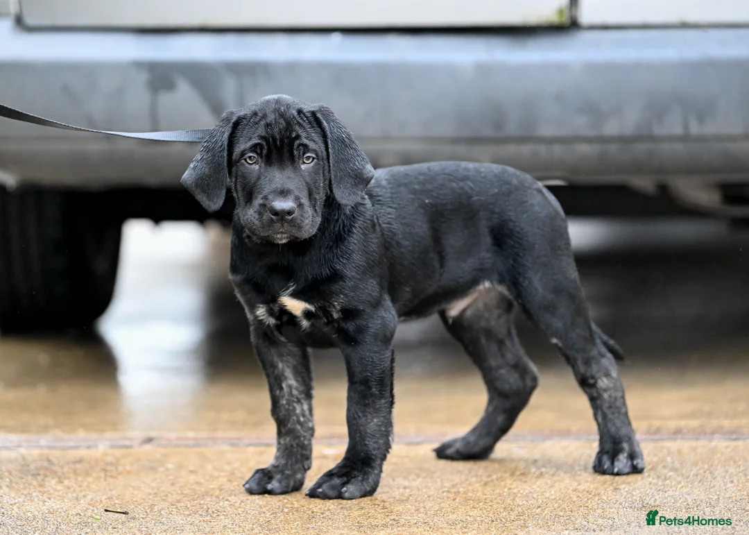 Presa Canario dogs for sale: Presa Canario Puppies - Advert 9