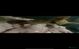 Chihuahua dogs for sale: Chihuahua pups  - Image 1