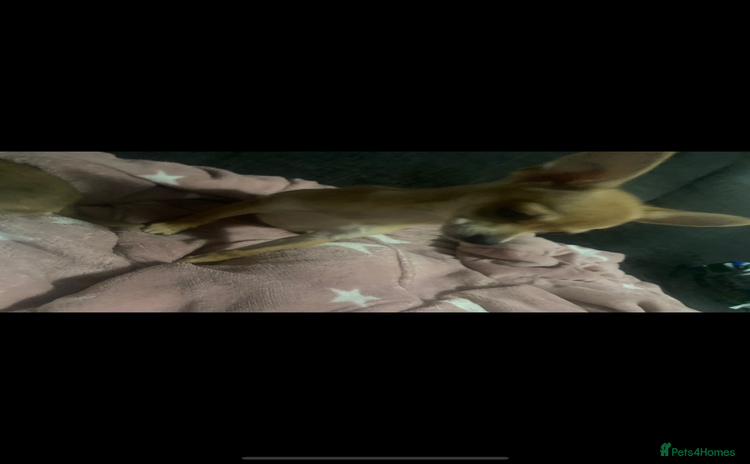 Chihuahua dogs - Advert 2