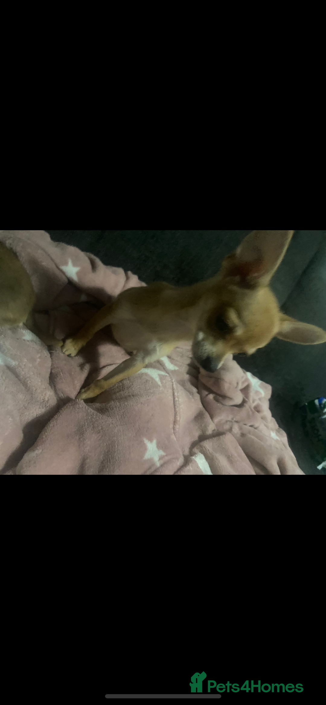 Chihuahua dogs for sale: Chihuahua pups  - Image 1