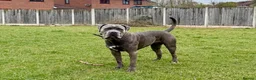 Cane Corso dogs for sale: Delliah looking for forever home - Advert 4