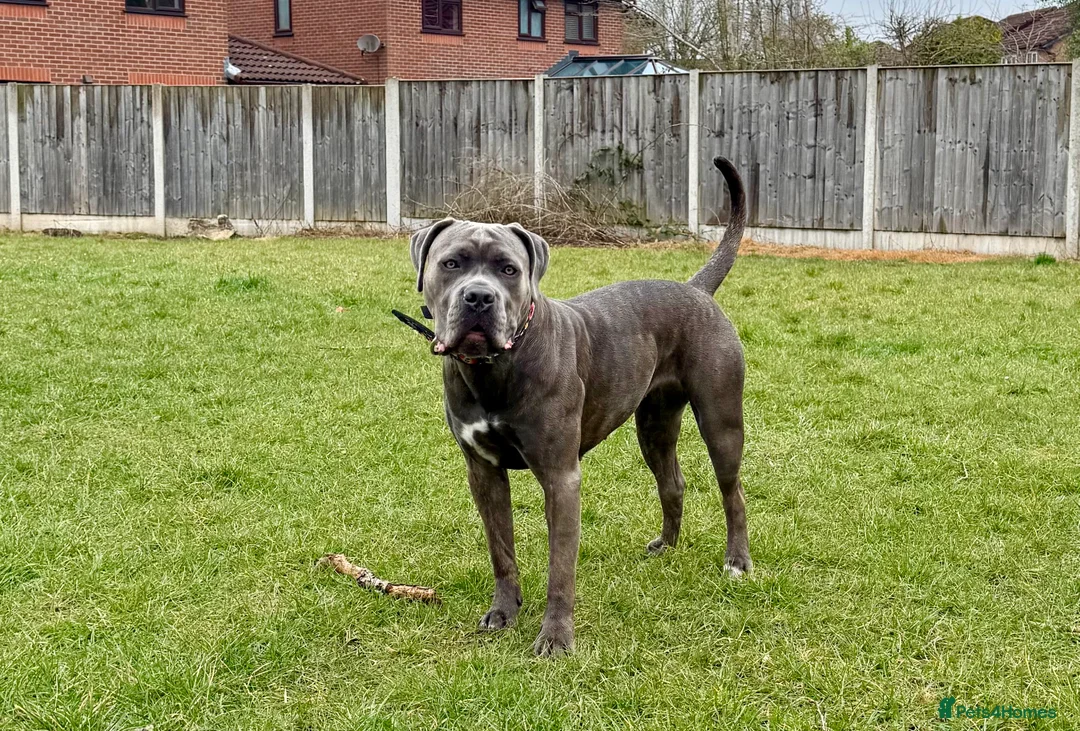 Cane Corso dogs for sale: Delliah looking for forever home - Advert 4