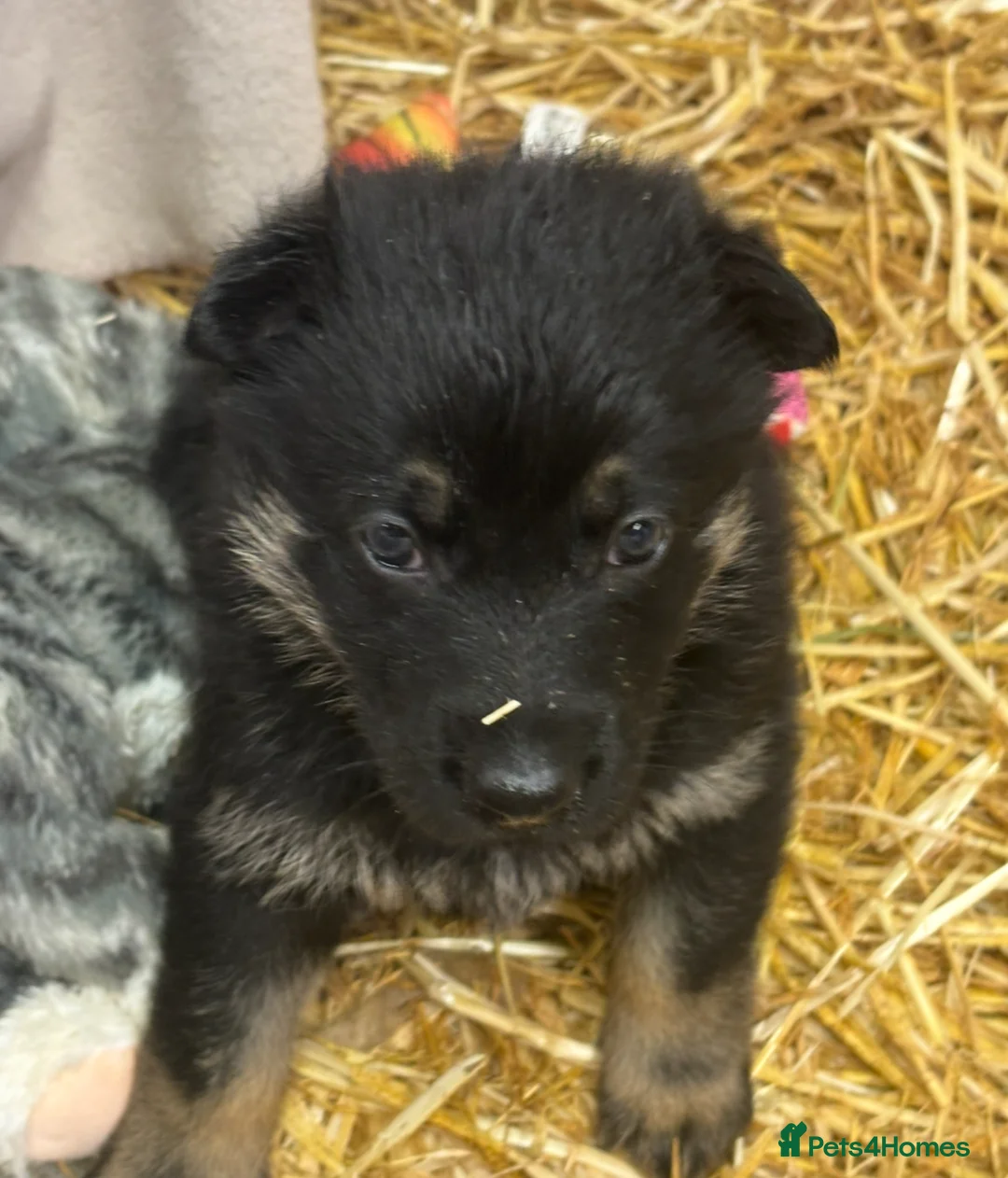 German Shepherd dogs for sale: Beautiful German Shepard puppies - Advert 22