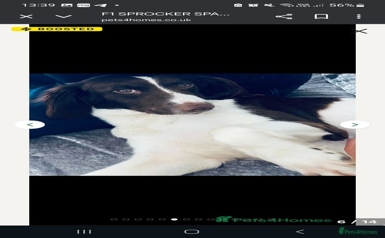 Sprocker dogs - Advert 3