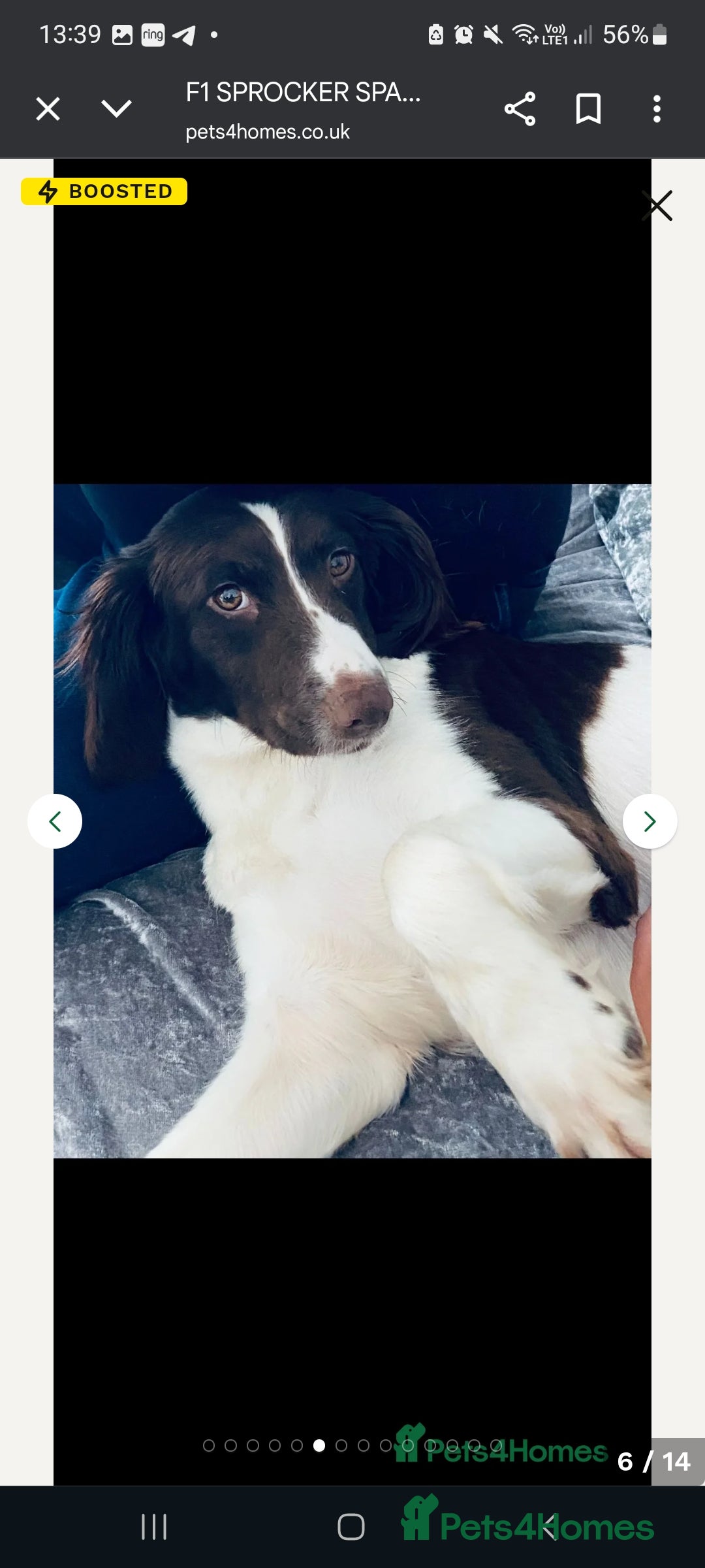 Sprocker dogs for sale: F1 SPROCKER SPANIELS ( 2BOYS LEFT)  - Image 4