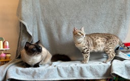 Ragdoll cats for sale: 6 Beautiful Ragdoll x Bengal kittens - Image 5