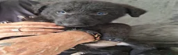 Mixed Breed dogs for sale: Shepadoodle puppies for sale  in Boston - Advert 7