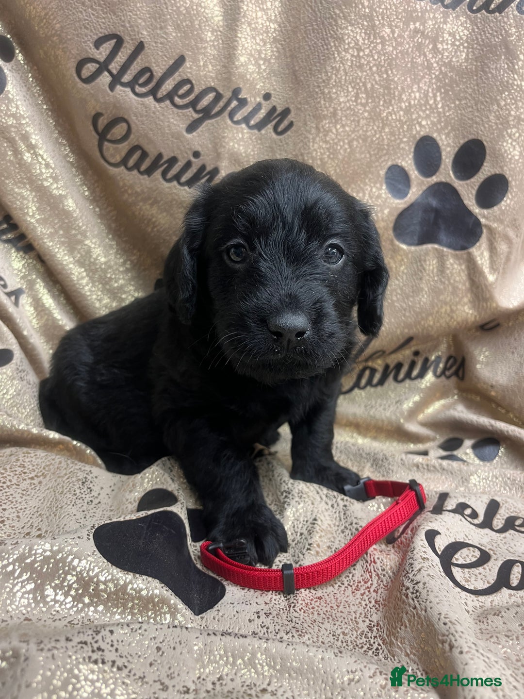 Labradoodle dogs for sale: 5 ⭐️ licensed Home breeder - Advert 17