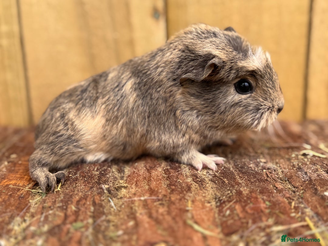 Guinea Pig rodents for sale: 2 sows and 2 boars  - Image 3