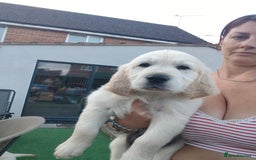 Golden Retriever dogs for sale: Golden retriever chunky pups  - Image 11
