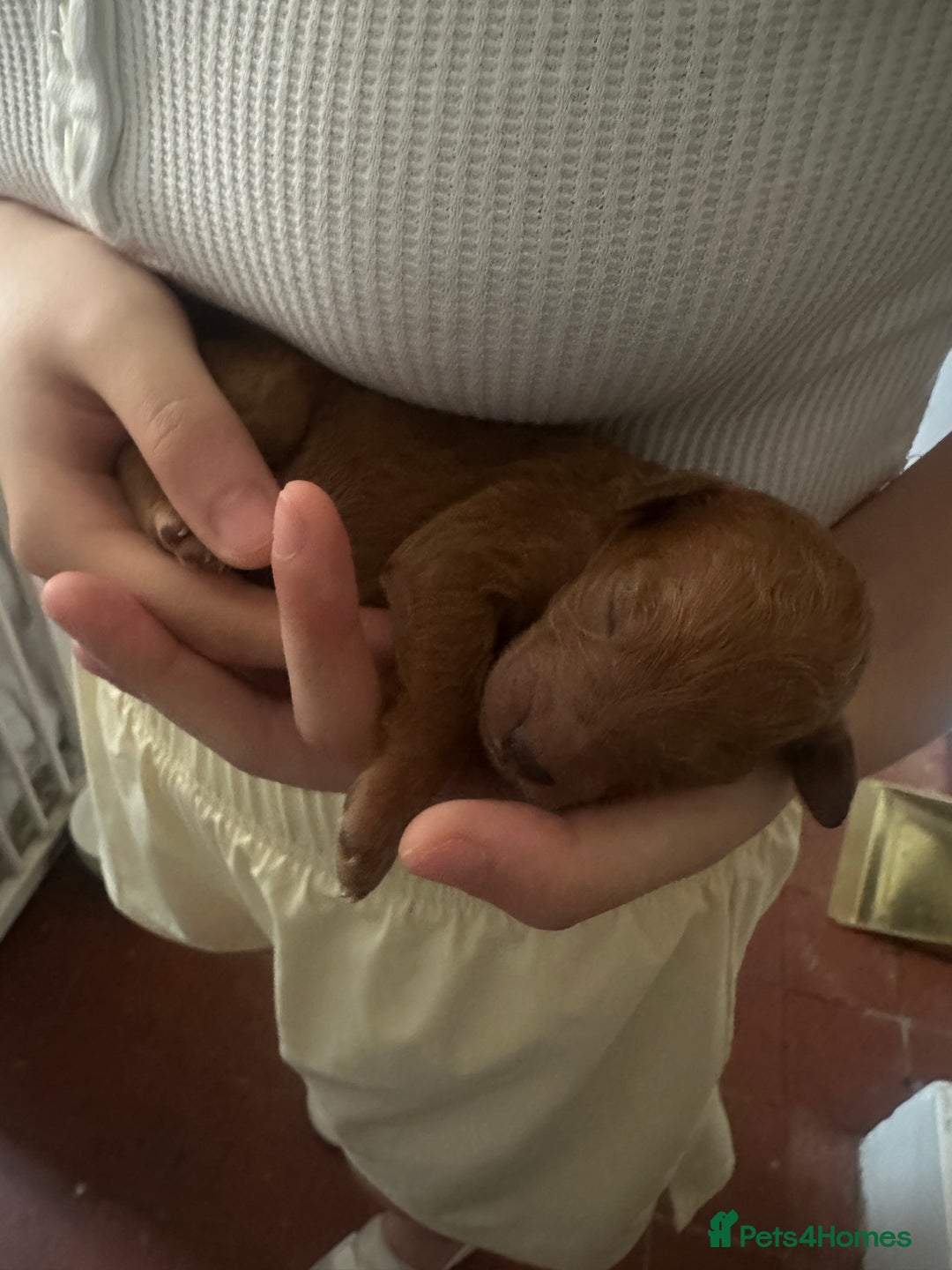 Poodle dogs for sale: Red Standard Poodle Puppies -KC 5-Gen Parents  - Image 4