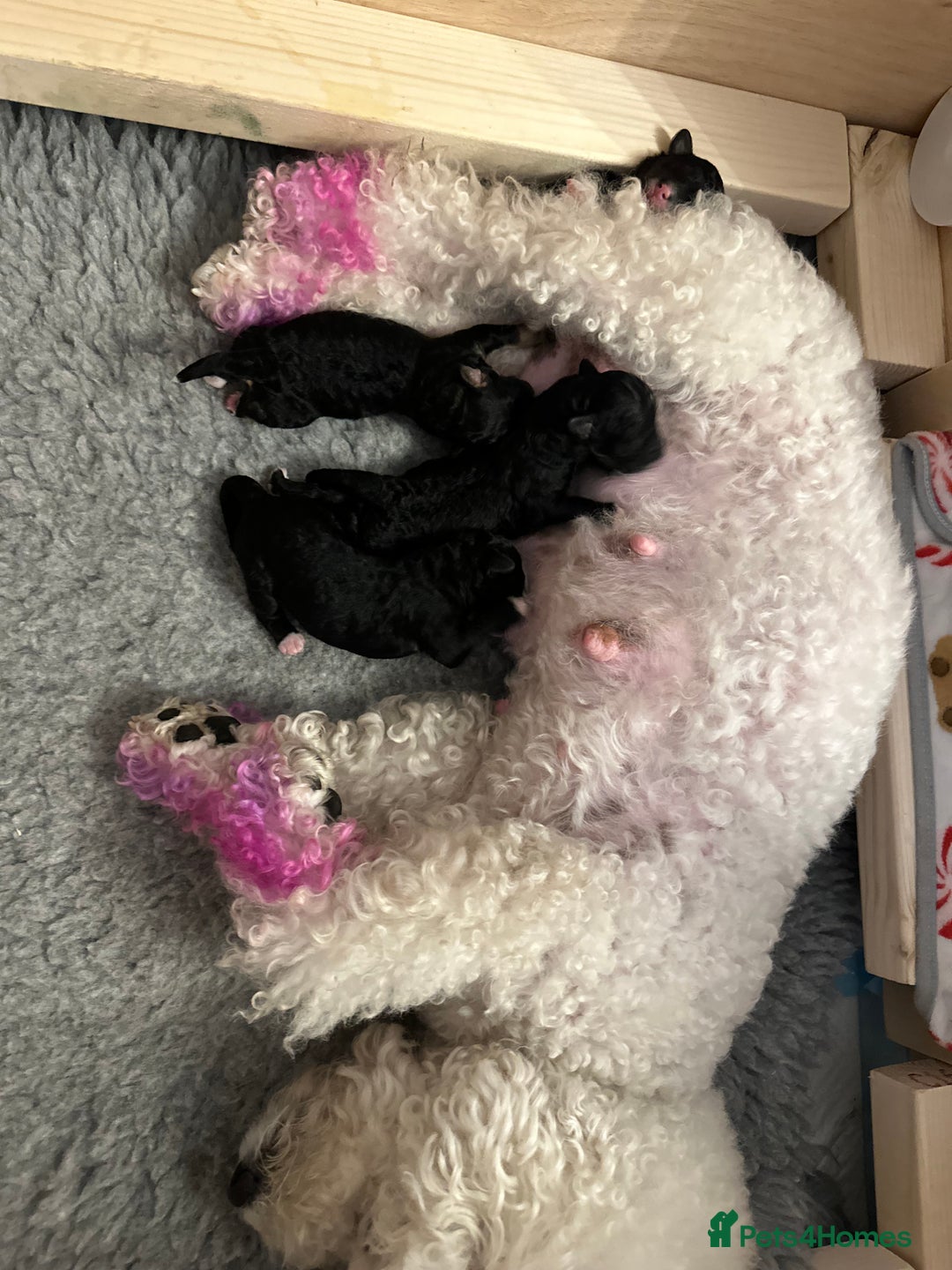 Poochon dogs for sale: Poochon puppies  - Image 9