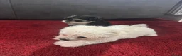 Morkie dogs for sale: 3 morkie puppies  - Advert 7