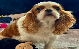 Cavalier King Charles Spaniel dogs for adoption: Daisy’s Story: Saved from the Brink of Death - Image 4
