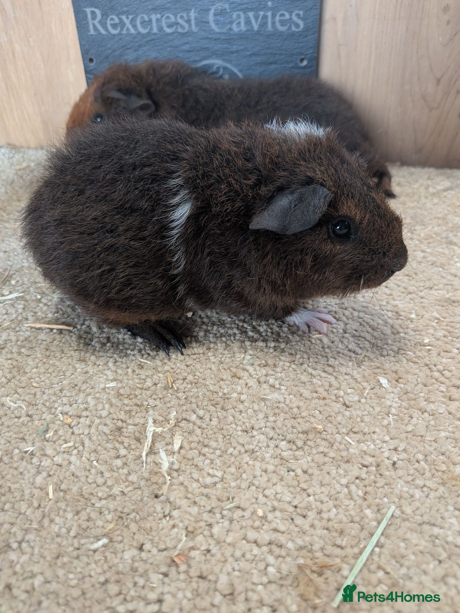 Guinea Pig rodents  Rex's sows ready on the 11th August  - Advert 7
