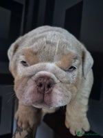 English Bulldog dogs - Advert 8