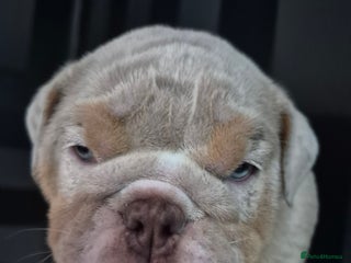 English Bulldog dogs - Advert 2