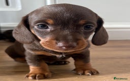 Miniature Dachshund dogs for sale: Miniature Dachshunds - Image 22