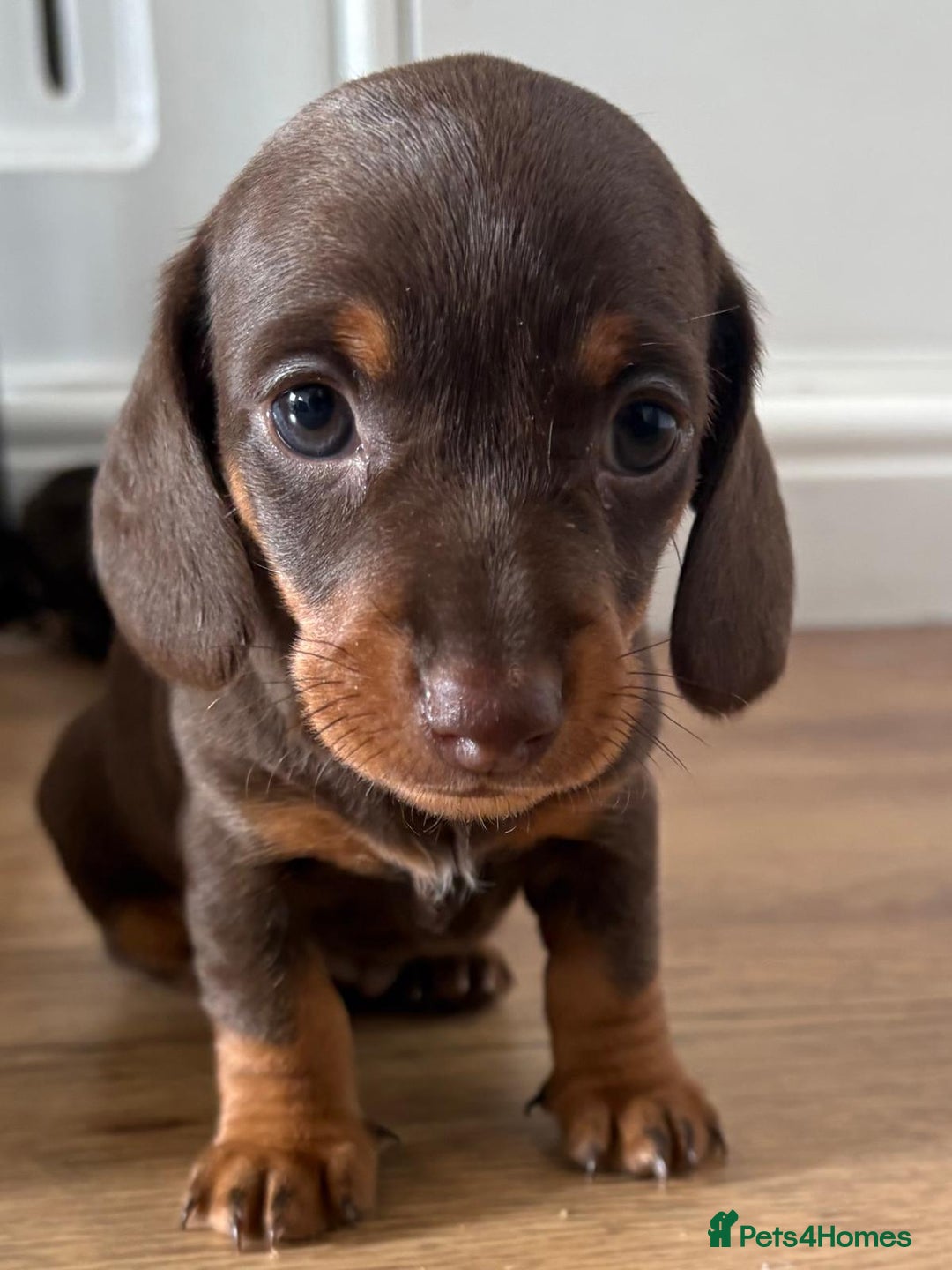 Miniature Dachshund dogs for sale: Miniature Dachshunds - Image 22