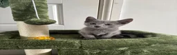 Russian Blue cats for sale: Top pedigree Instagram star Russian blue kittens - Advert 13