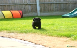 Labrador Retriever dogs for sale: Stunning litter of 6 Labrador Puppies  - Image 7
