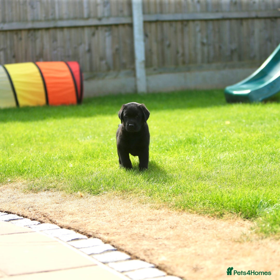 Labrador Retriever dogs for sale: Stunning litter of 6 Labrador Puppies  - Image 7