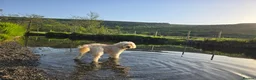 Cockapoo dogs for stud: F1 Apricot Cockapoo Male  in Southampton - Advert 4