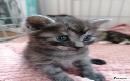 Domestic Shorthair cats for sale: Stunning kittens for sale  - Image 15