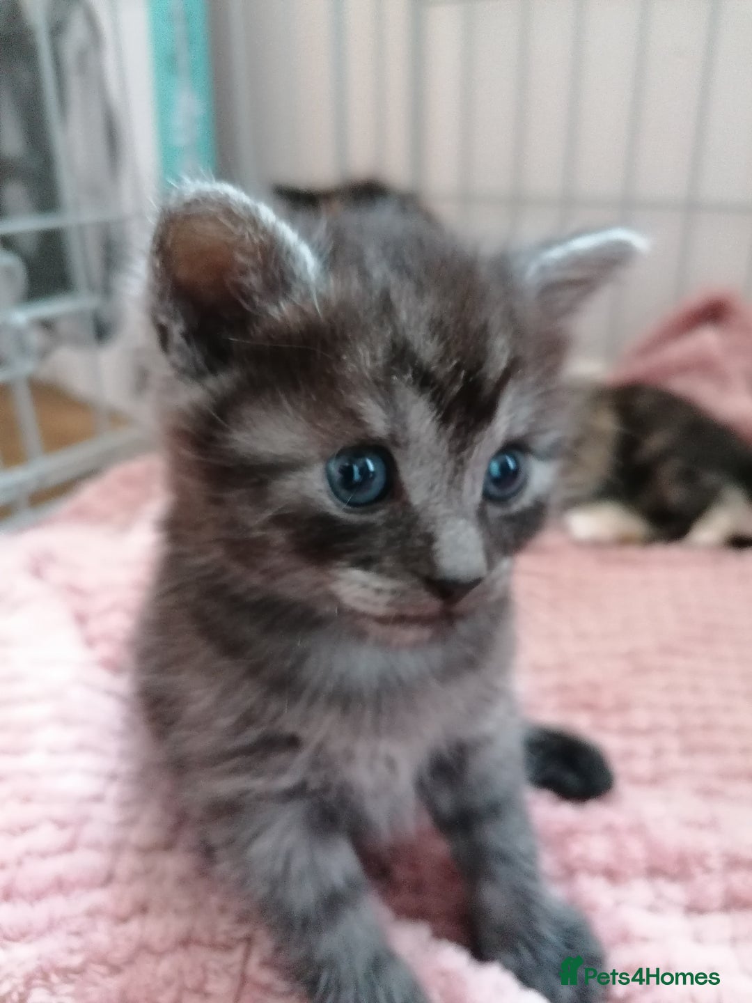 Domestic Shorthair cats for sale: Stunning kittens for sale  - Image 15