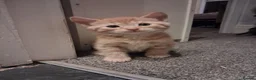 Mixed Breed cats for sale: Beautiful Kittens Mixed breed - Advert 7