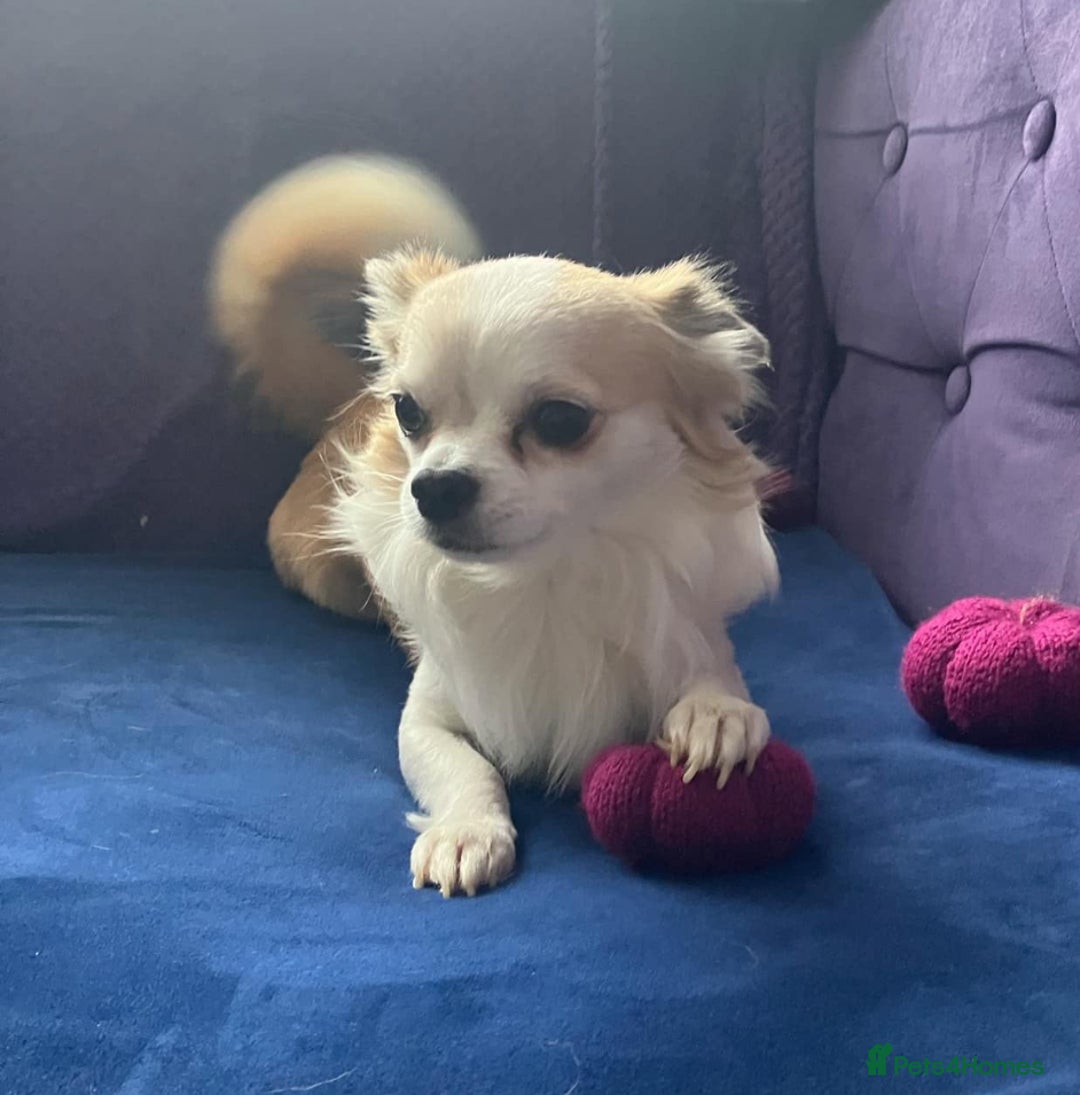 Chihuahua dogs for stud: Long haired chihuahua for stud  - Image 3