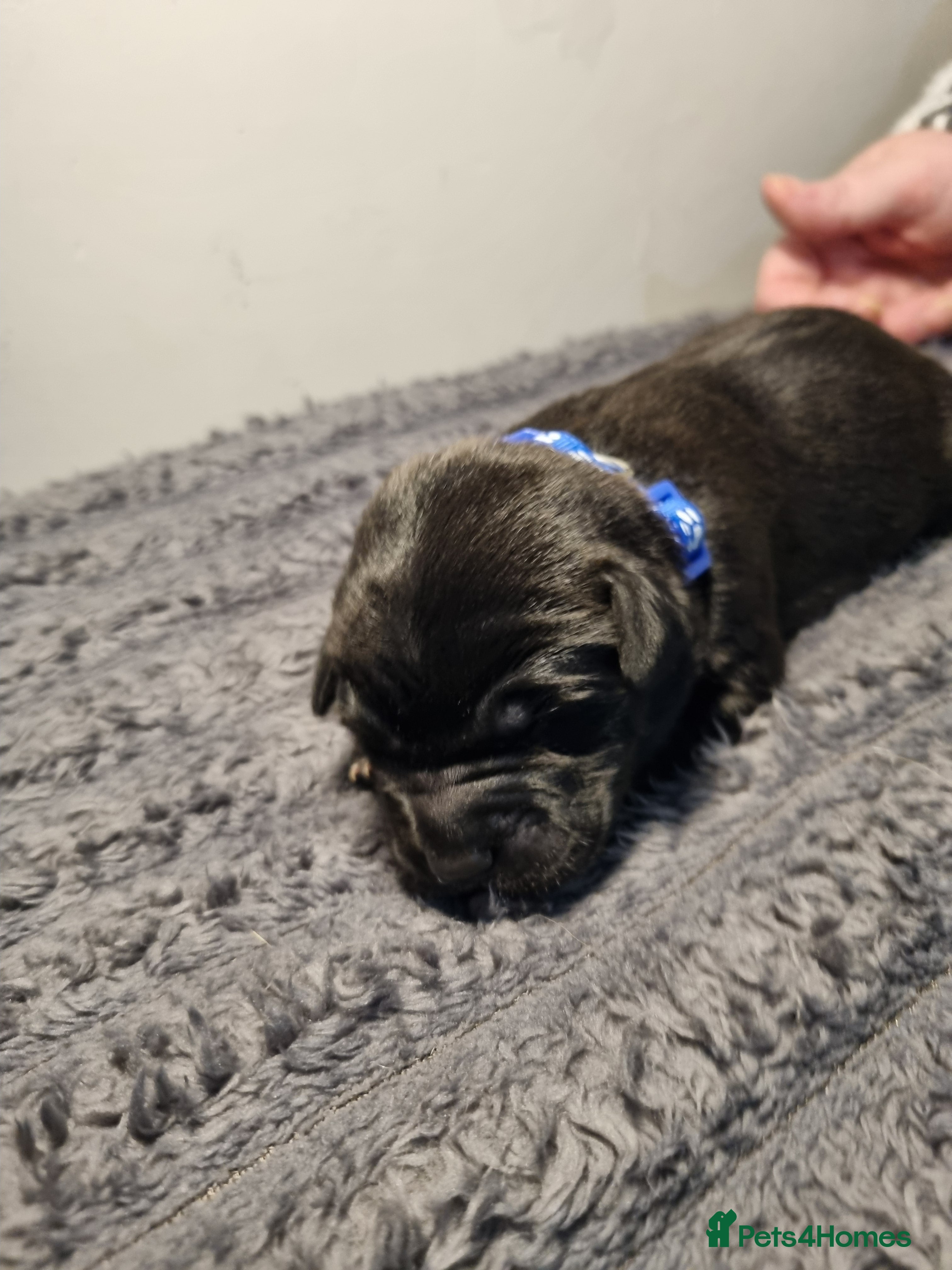 Mixed Breed dogs Staffador Puppies  - Advert 3