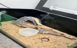 Leopard Gecko reptiles for sale: Albino leopard gecko  - Image 7