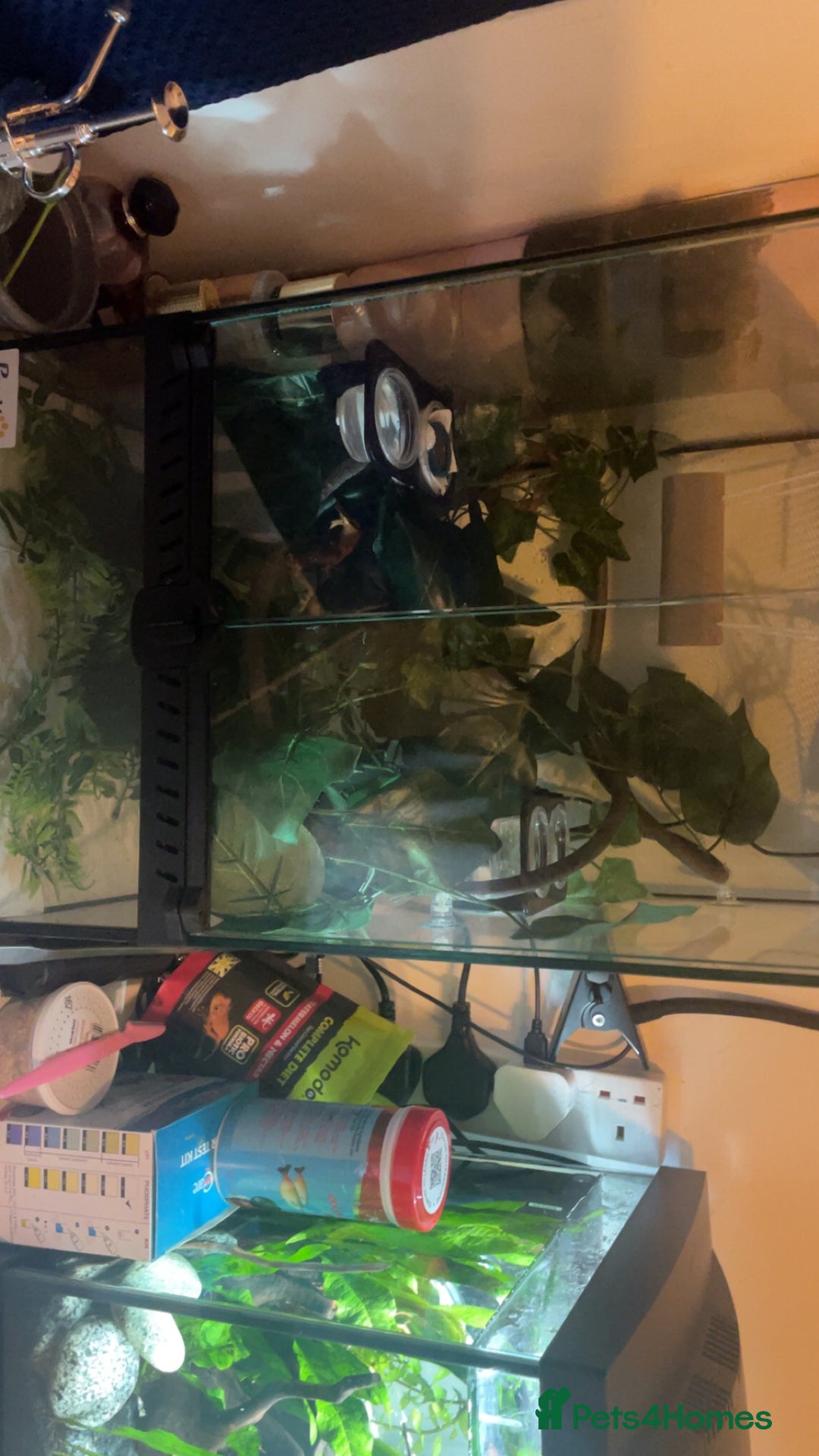 Gecko reptiles for sale: Male crested gecko and tank - Image 4