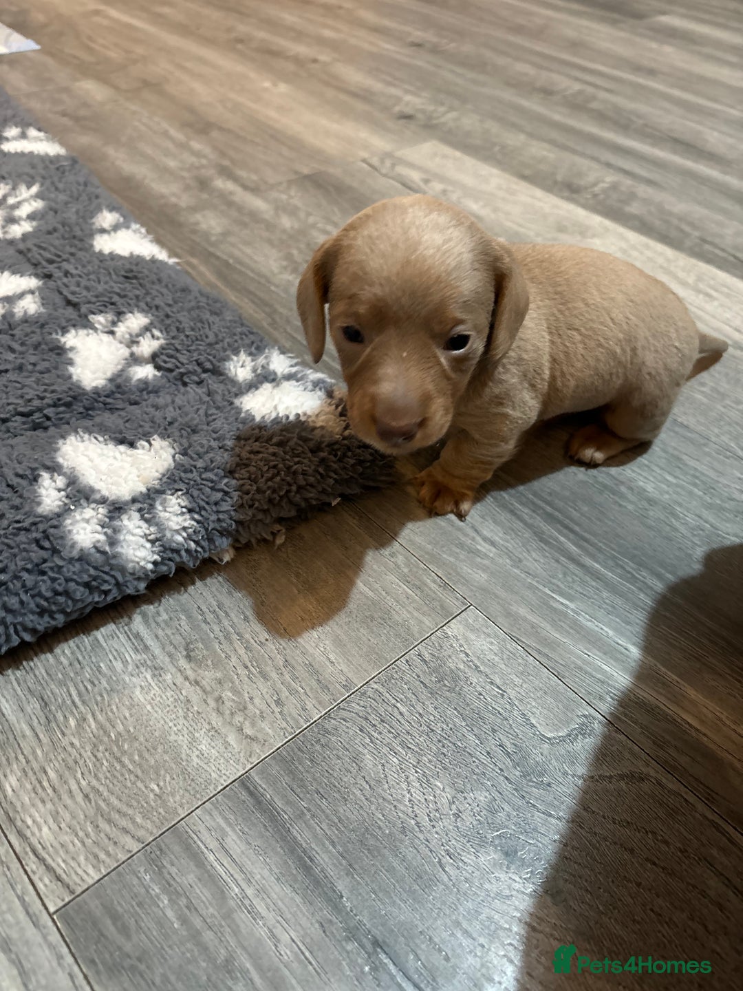 Dachshund dogs for sale: 5* DACHSHUND PUPPIES  - Advert 4