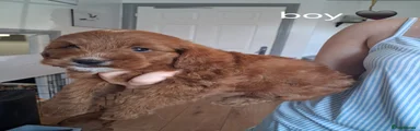 Cockapoo 4