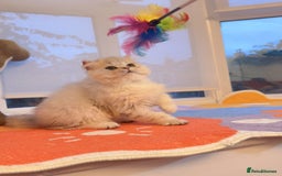 Persian cats for sale: Persian Chinchilla boy Looking for Loving Home - Image 5