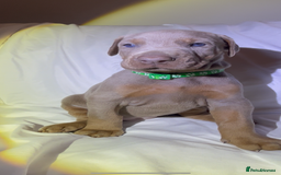 Dobermann dogs for sale: Kc Isabella Doberman puppies  - Image 2