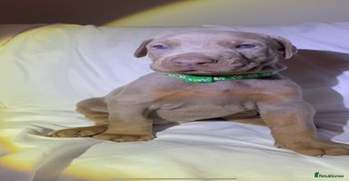 Dobermann dogs - Advert 1