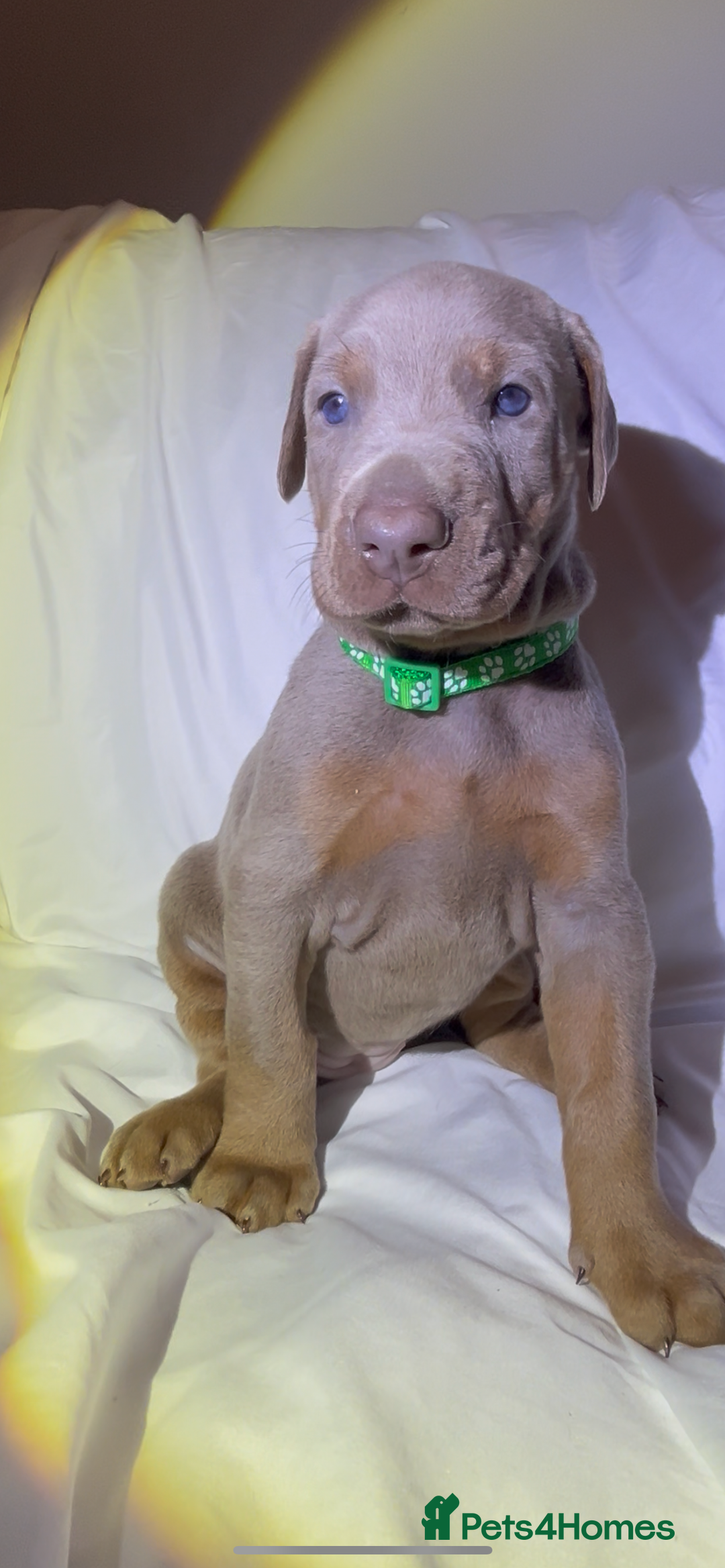 Dobermann dogs for sale: Kc Isabella Doberman puppies  - Image 2